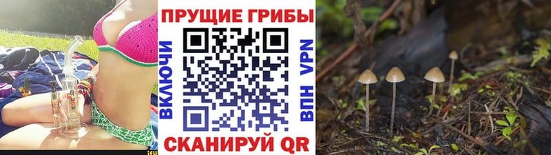 Псилоцибиновые грибы Cubensis Мурино